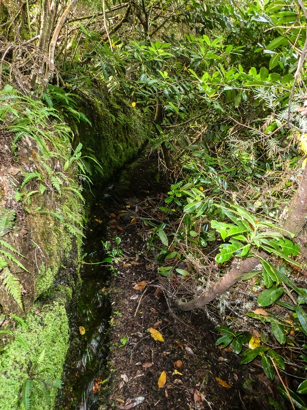 Levada do Posto Aquicola do Ribeiro Frio — On along the Ribeiro Frio to the levada bridge, side levada 9 — photo 13