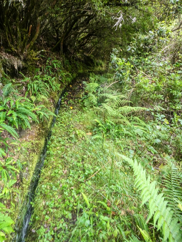 Levada do Posto Aquicola do Ribeiro Frio — On along the Ribeiro Frio to the levada bridge, side levada 9 — photo 14