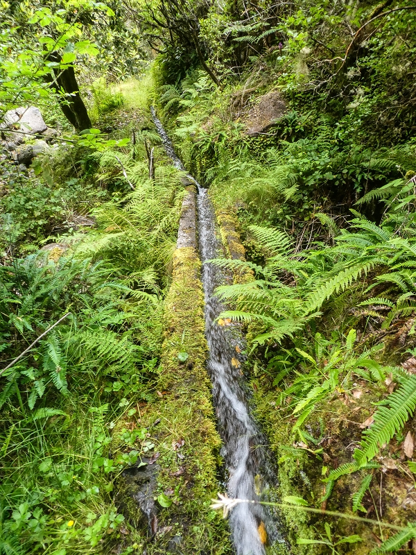 Levada do Posto Aquicola do Ribeiro Frio — On along the Ribeiro Frio to the levada bridge, side levada 9 — photo 15
