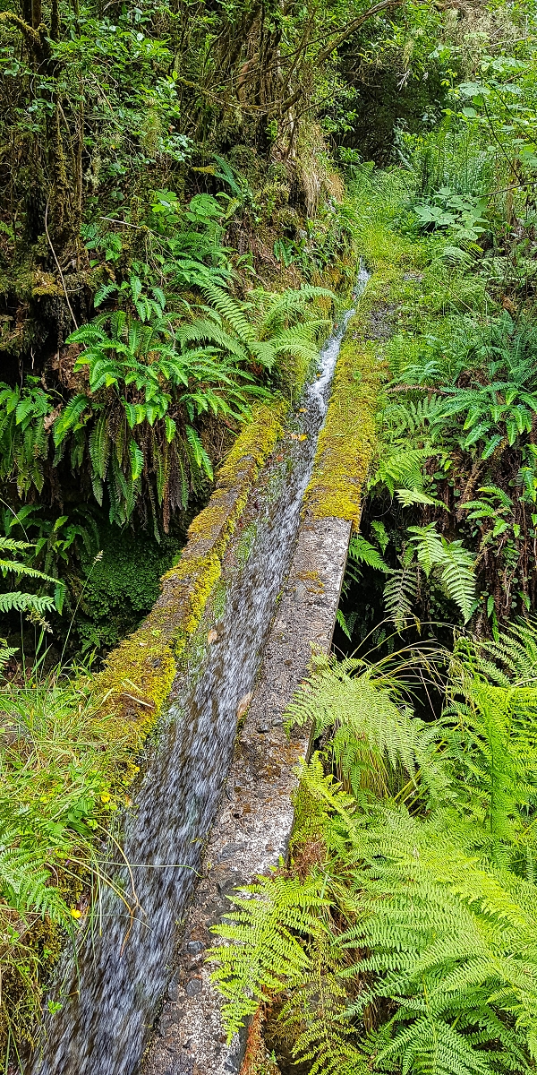 Levada do Posto Aquicola do Ribeiro Frio — On along the Ribeiro Frio to the levada bridge, side levada 9 — photo 17