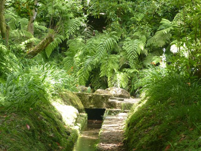 Levada do Rei — foto 19