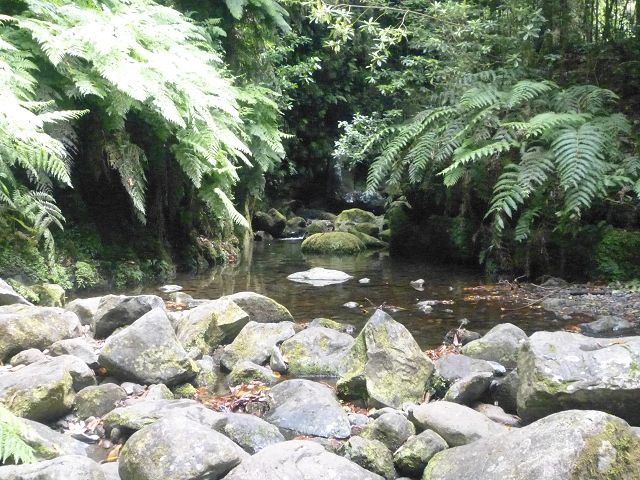 Levada do Rei — foto 2