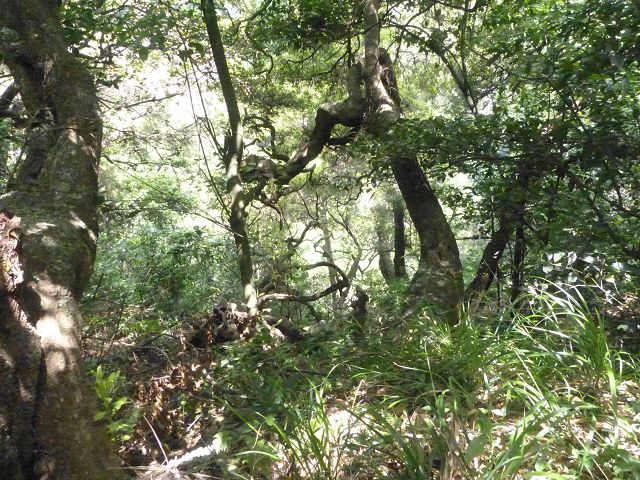 Levada do Rei — foto 21