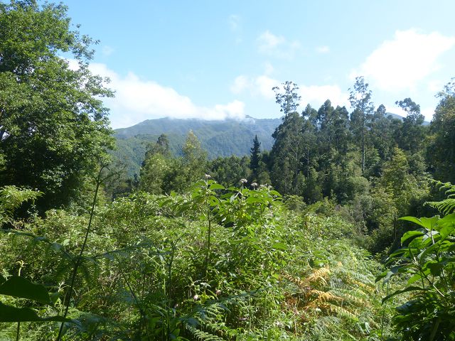 Levada do Rei — foto 23