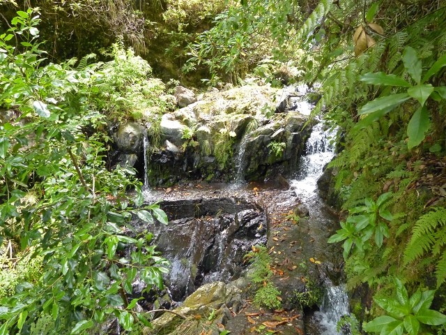 Levada do Seixal — Die Madre — Foto 1