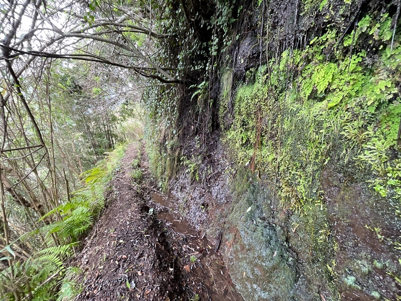 Levada do Teixo — Partly overgrown — photo 1