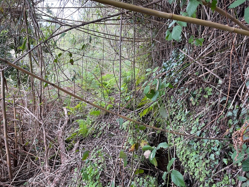 Levada do Teixo — Partly overgrown — photo 2