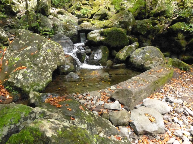 Levada dos Cedros — Secção 1: PR-14 — foto 1