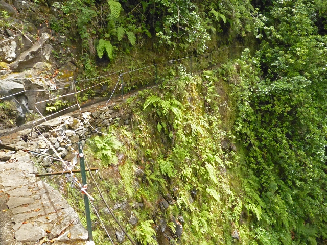 Levada dos Cedros — Secção 1: PR-14 — foto 9