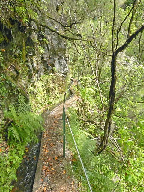 Levada dos Cedros — Secção 1: PR-14 — foto 10