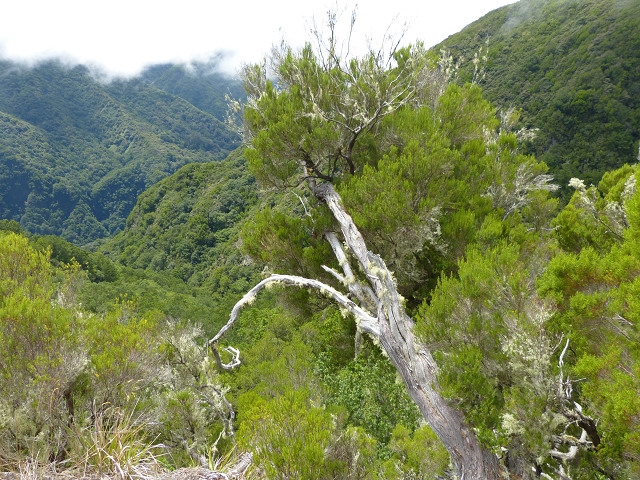 Levada dos Cedros — Secção 1: PR-14 — foto 11