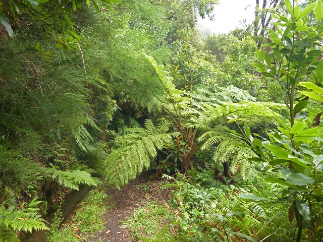 Levada dos Cedros — Secção 1: PR-14 — foto 12