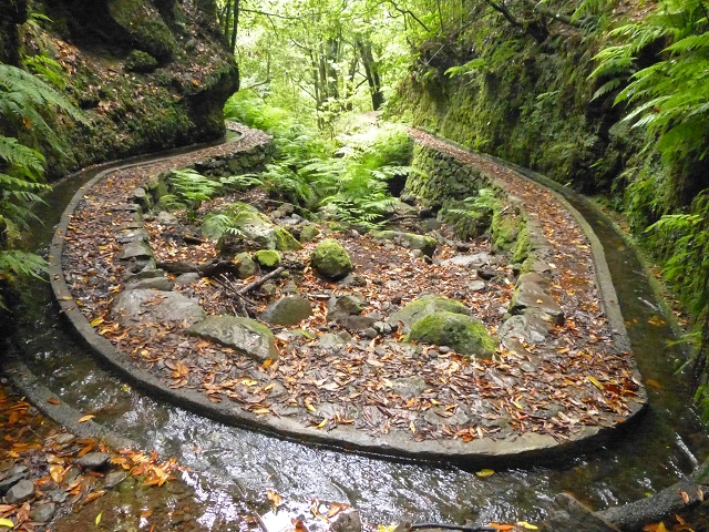 Levada dos Cedros — Secção 1: PR-14 — foto 13