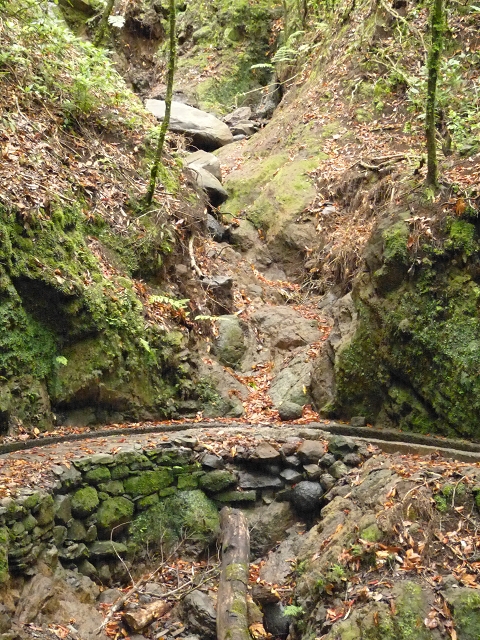 Levada dos Cedros — Secção 1: PR-14 — foto 15