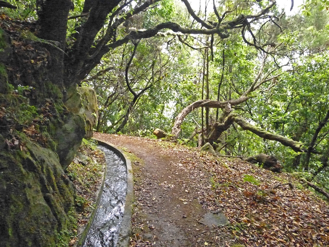 Levada dos Cedros — Secção 1: PR-14 — foto 16
