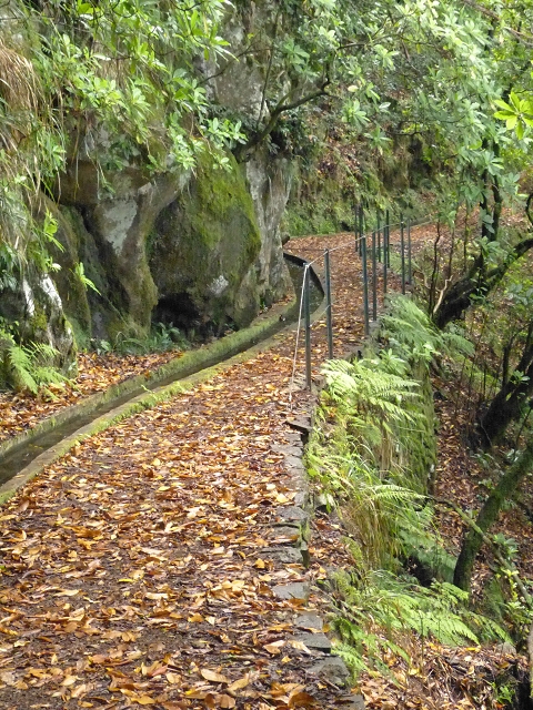 Levada dos Cedros — Secção 1: PR-14 — foto 17