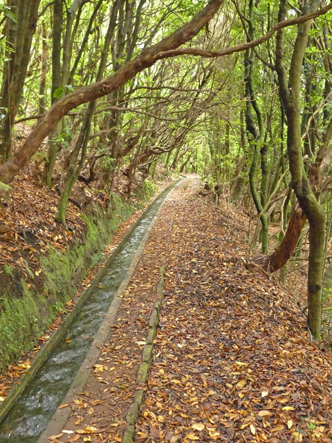 Levada dos Cedros — Secção 1: PR-14 — foto 18