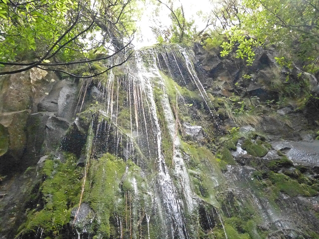 Levada dos Cedros — Secção 1: PR-14 — foto 2