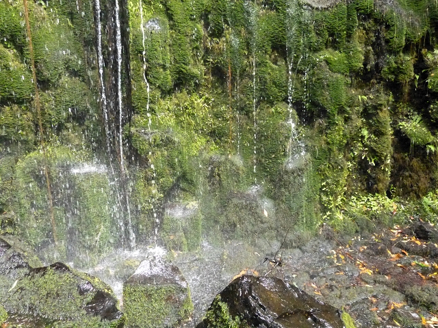 Levada dos Cedros — Secção 1: PR-14 — foto 3