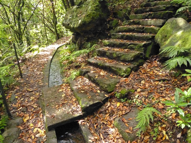 Levada dos Cedros — Secção 1: PR-14 — foto 4