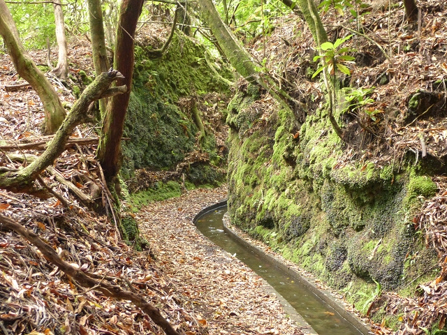 Levada dos Cedros — Secção 1: PR-14 — foto 5