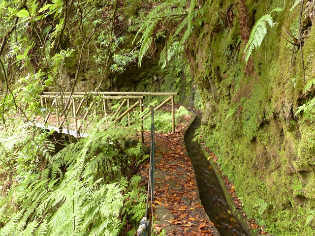 Levada dos Cedros — Secção 1: PR-14 — foto 6
