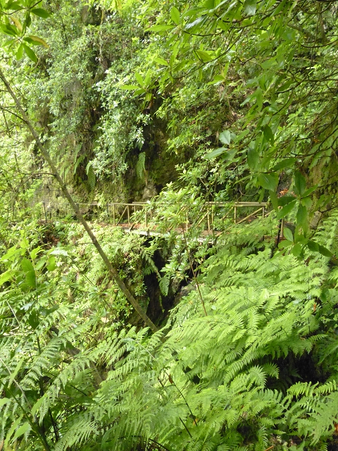 Levada dos Cedros — Secção 1: PR-14 — foto 7