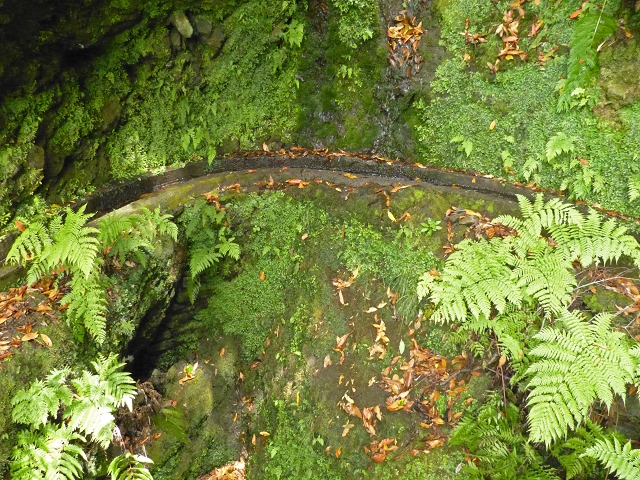 Levada dos Cedros — Secção 1: PR-14 — foto 8