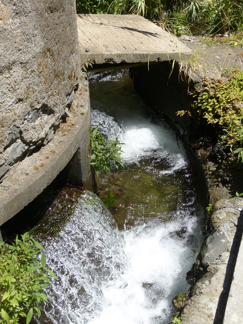 Levada dos Piornais — Madre — foto 7