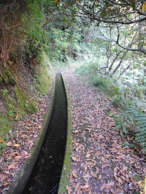Levada dos Tornos Nord — Abschnitt 1 — Foto 14