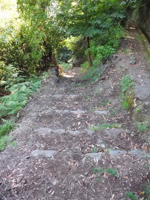 Levada dos Tornos Nord — Abschnitt 1 — Foto 16