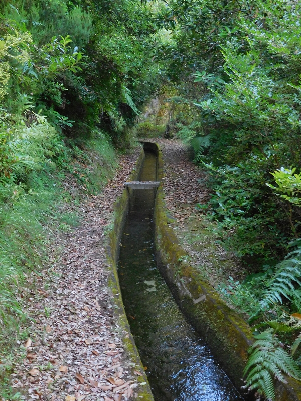 Levada dos Tornos Nord — Abschnitt 2 — Foto 2