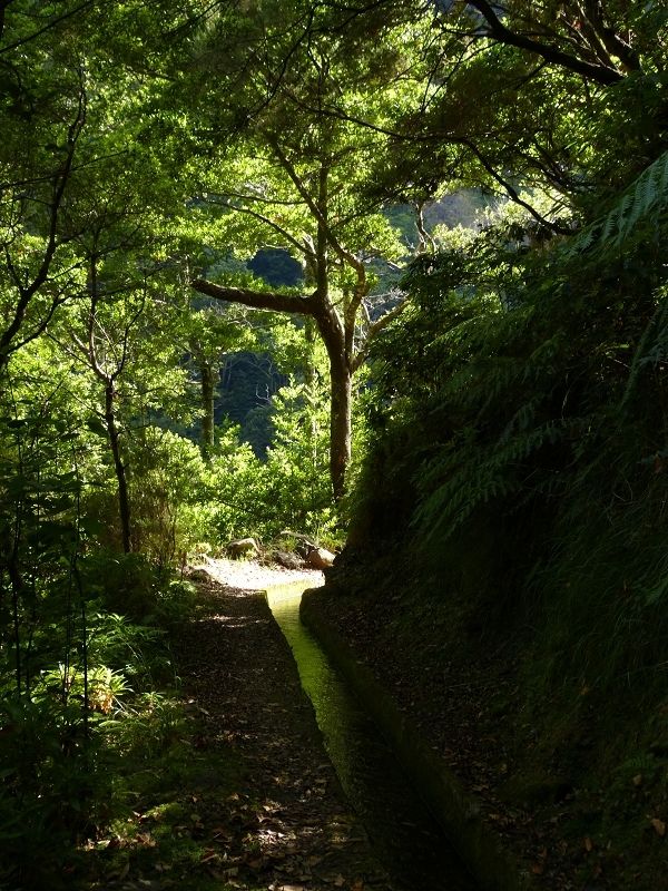 Levada dos Tornos Nord — Abschnitt 2 — Foto 3