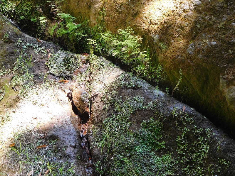 Levada dos Tornos Nord — Abschnitt 2 — Foto 10