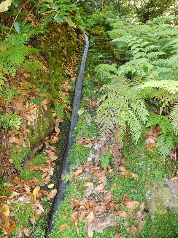 Levada dos Tornos Nord — Abschnitt 2 — Foto 15