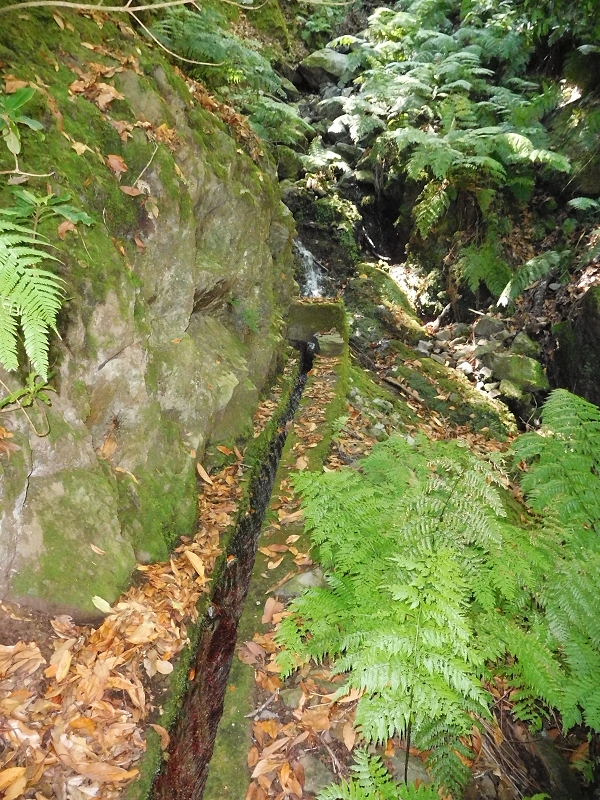 Levada dos Tornos Nord — Abschnitt 2 — Foto 16