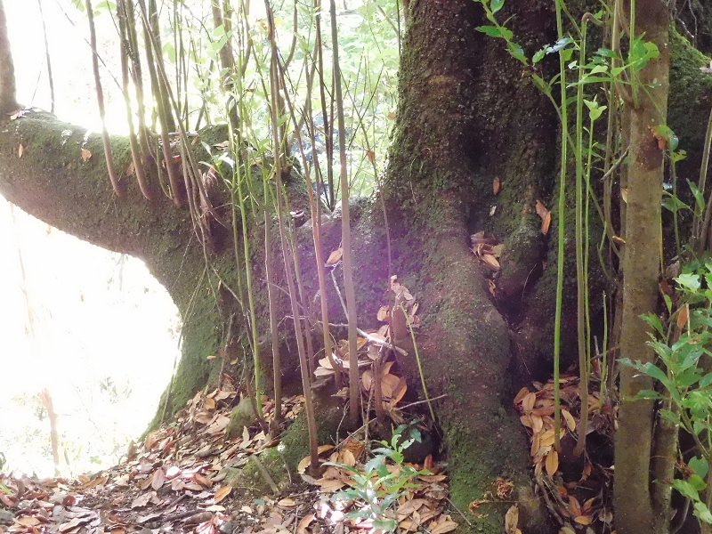 Levada dos Tornos Nord — Abschnitt 1 — Foto 4