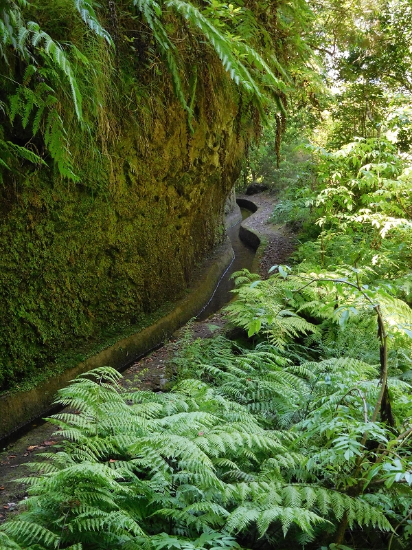 Levada dos Tornos Nord — Abschnitt 2 — Foto 27