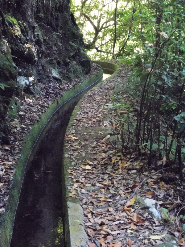 Levada dos Tornos Nord — Abschnitt 1 — Foto 5