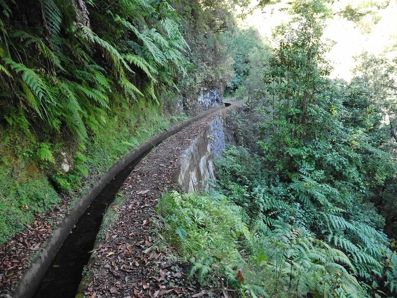 Levada dos Tornos Nord — Abschnitt 1 — Foto 8