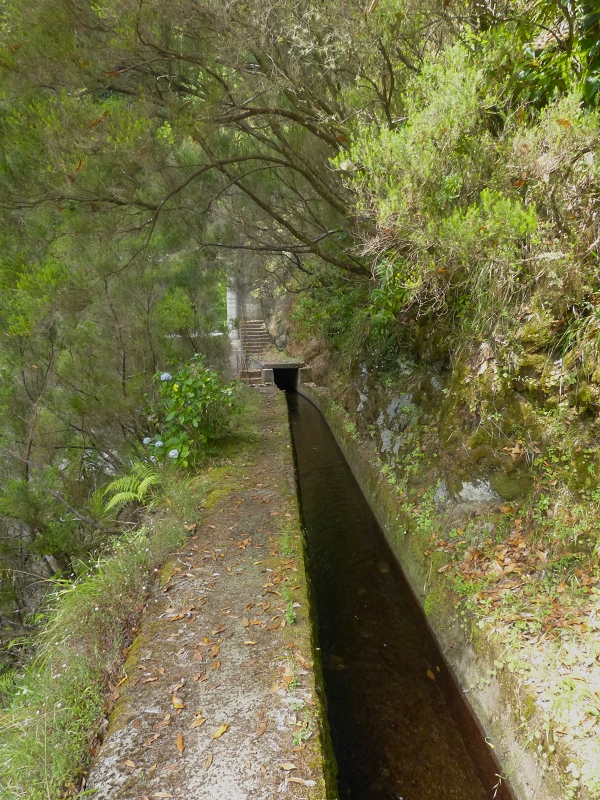 Levada dos Tornos Nord — Abschnitt 3: Chao das Faias — Foto 3