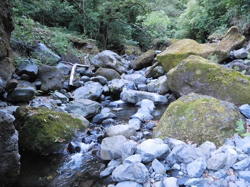 Levada dos Tornos Nord — Abschnitt 1 — Foto 9