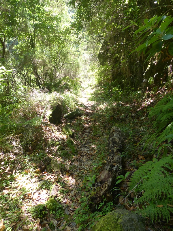Levada dos Tornos Nord — Abschnitt 3: Chao das Faias — Foto 19