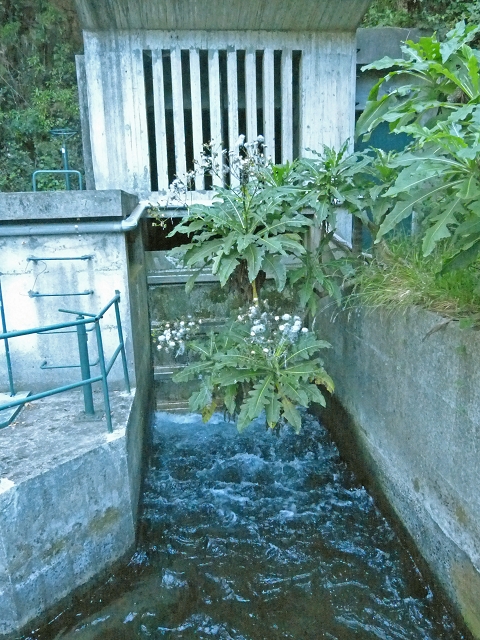 Levada dos Tornos sul — Troço 1 — foto 1