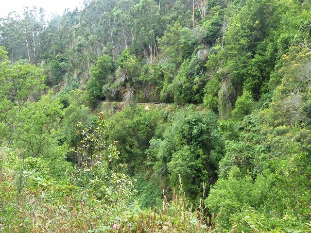 Levada dos Tornos sul — Troço 4 — foto 16