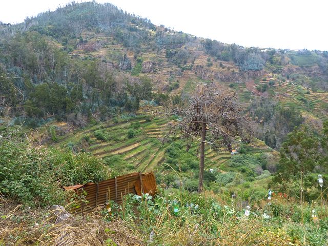 Levada dos Tornos sul — Troço 4 — foto 7