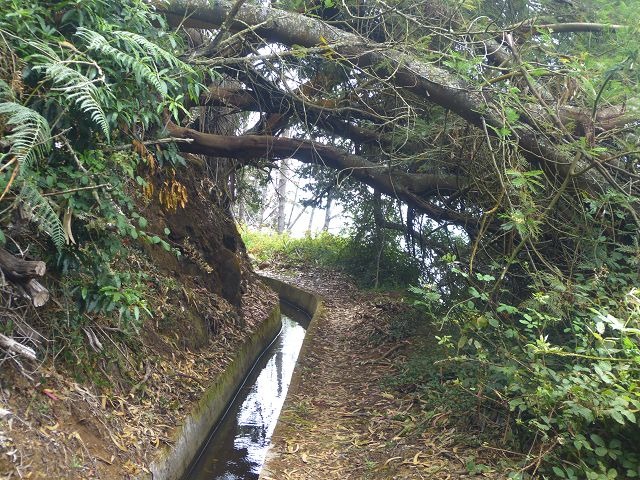 Levada dos Tornos sul — Troço 6 — foto 2