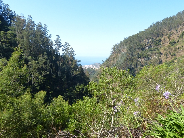 Levada dos Tornos sul — Troço 1 — foto 6