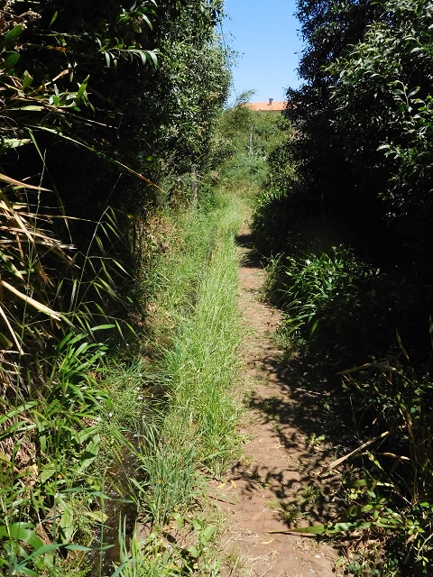Levada dos Tornos sul — Derivação da Levada do Pico de Gaula — foto 3