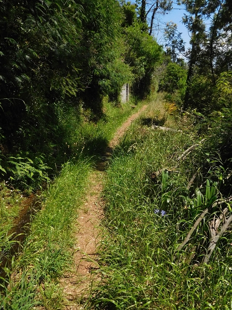 Levada dos Tornos sul — Derivação da Levada do Pico de Gaula — foto 2